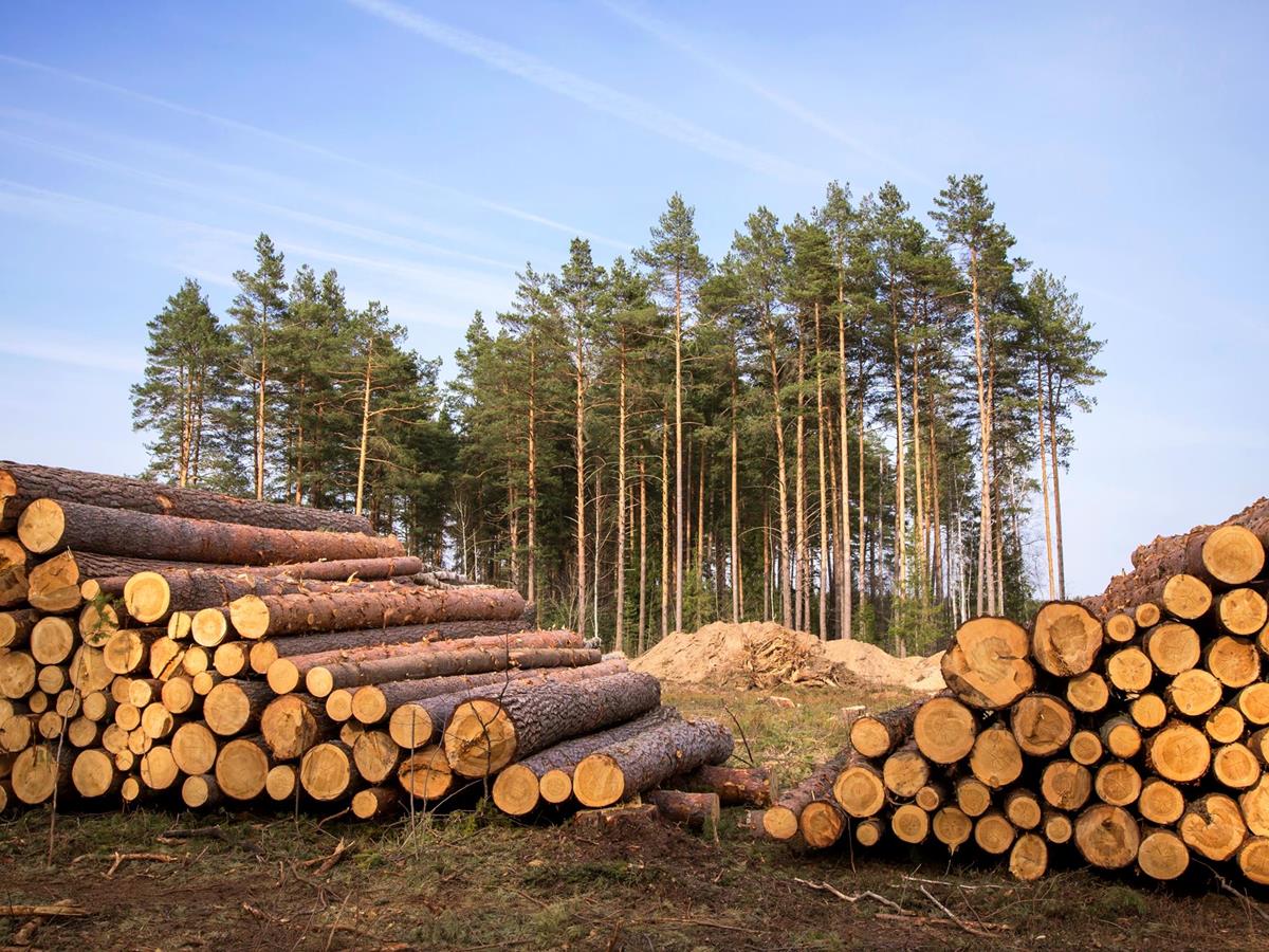 Round timber purchasing - Services